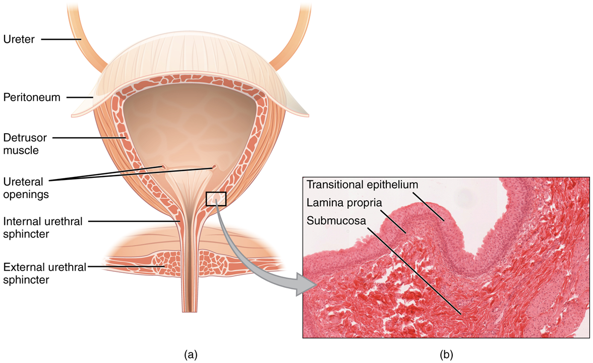 The left panel of this figure shows the cross section of the bladder and the major parts are labeled. The right panel shows a micrograph of the bladder.