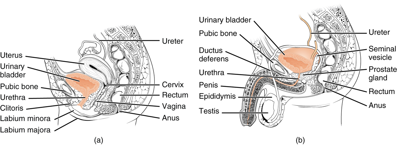 El (a) panel de esta figura muestra los órganos del sistema urinario femenino y (b) los órganos del sistema urinario masculino