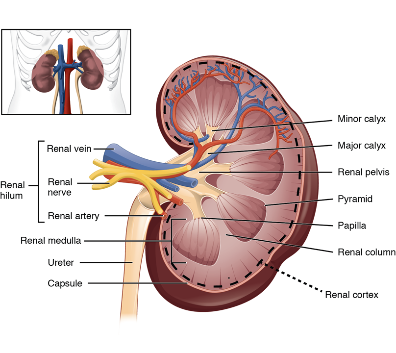 El panel izquierdo de esta figura muestra la ubicación de los riñones en el abdomen. El panel derecho muestra la sección transversal del riñón.