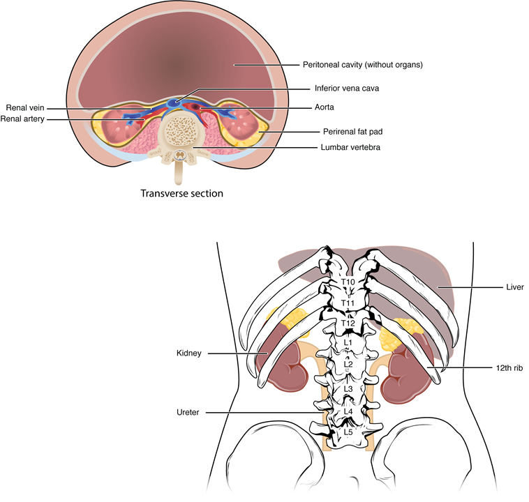 Esta imagen muestra un torso humano y muestra la ubicación de los riñones dentro del torso.