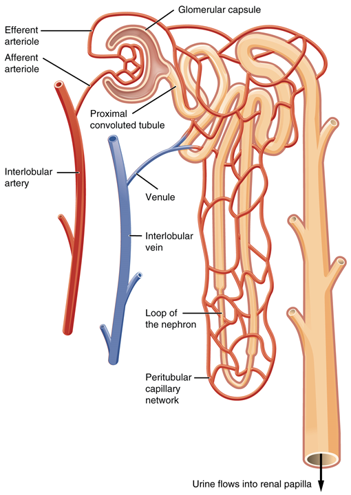 Esta imagen muestra los vasos sanguíneos y la dirección del flujo sanguíneo en la nefrona.