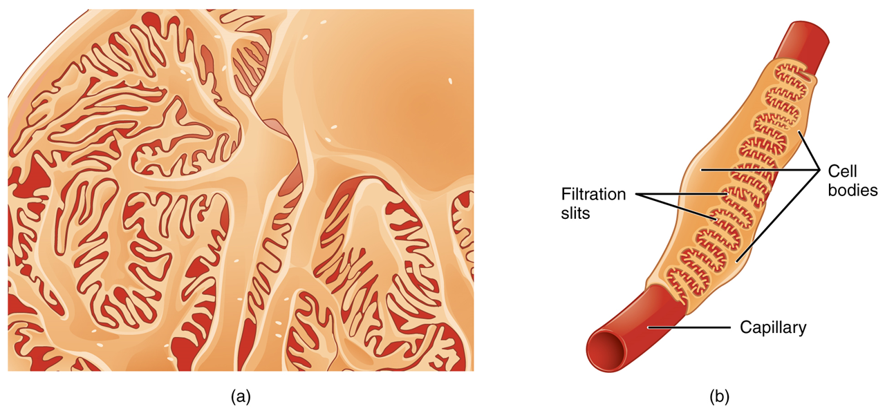 El panel izquierdo de esta figura muestra una imagen de un podocito. El panel derecho muestra una estructura similar a un tubo que ilustra las ranuras de filtración y los cuerpos celulares.