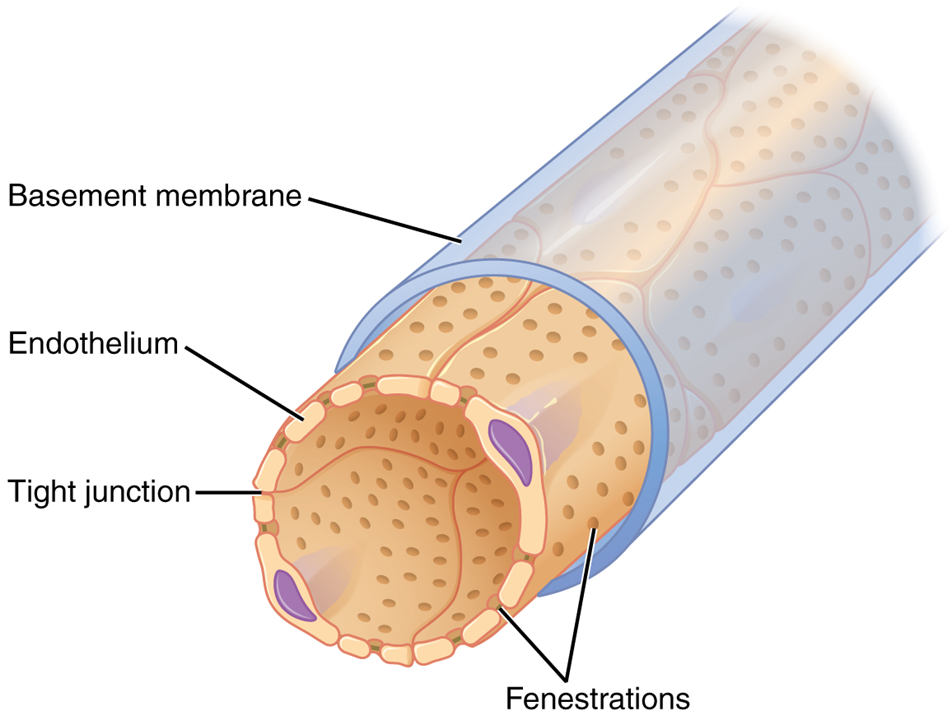 El panel superior de esta figura muestra una estructura tubular con la membrana basal y otras partes etiquetadas.
