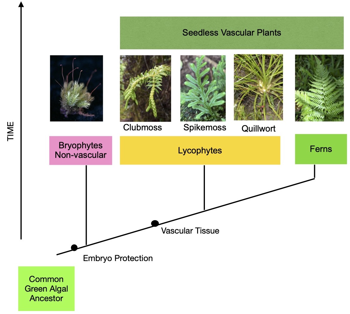 Ferns and lycophytes tree.jpg