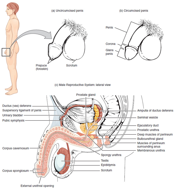 This figure shows the different organs in the male reproductive system. The top panel shows the side view of a man and an uncircumcised and a circumcised penis. The bottom panel shows the lateral view of the male reproductive system and the major parts are labeled.