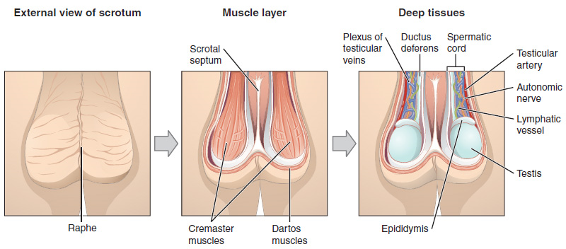 Esta figura muestra el escroto y los testículos. El panel izquierdo muestra la vista externa del escroto, el panel medio muestra la capa muscular y el panel derecho muestra los tejidos profundos del escroto.