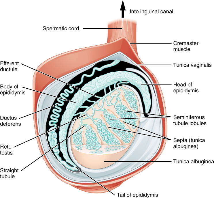 Este diagrama muestra la sección transversal del testículo.