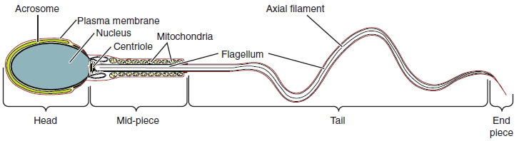 Este diagrama muestra la estructura de los espermatozoides; las partes principales están etiquetadas.