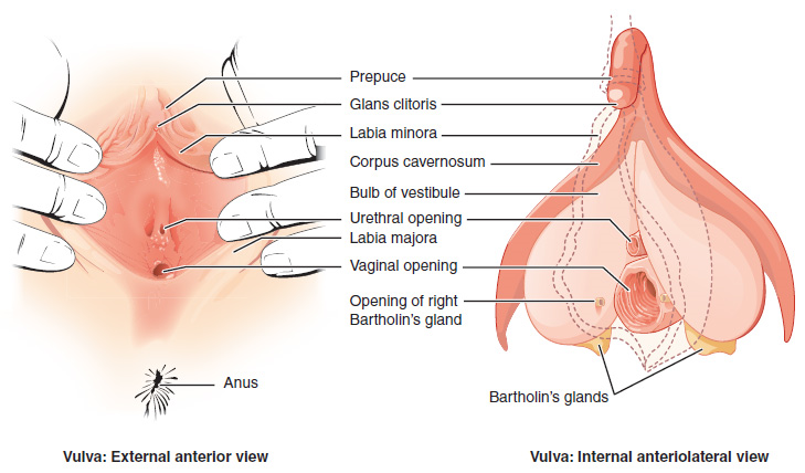 Esta figura muestra las partes de la vulva. El panel derecho muestra la vista anterior externa y el panel izquierdo muestra la vista anteriolateral interna. Las partes principales están etiquetadas.