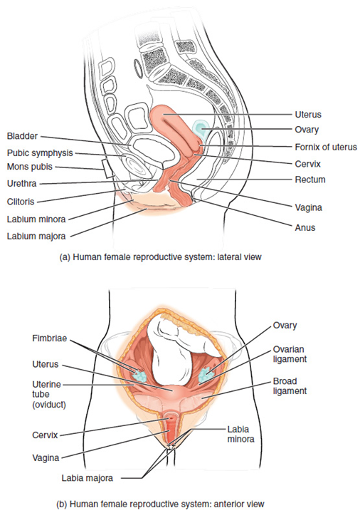 Esta figura muestra la estructura y los diferentes órganos del sistema reproductivo femenino. El panel superior muestra la vista lateral y el panel inferior muestra la vista anterior.
