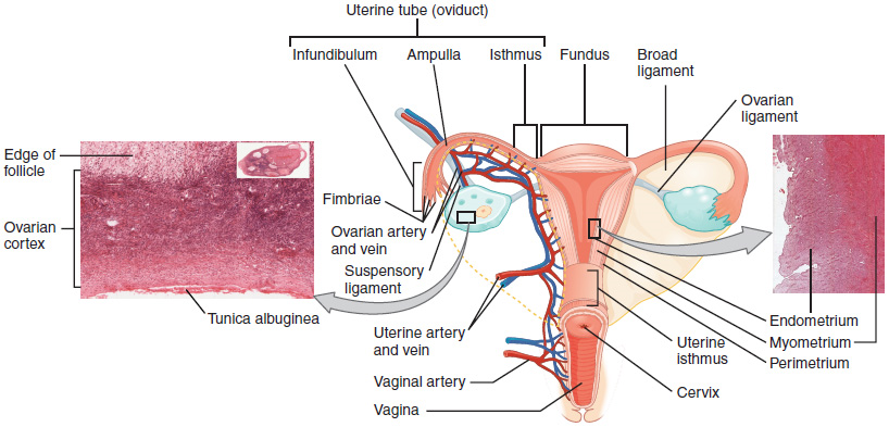Este diagrama muestra el útero y los ovarios en el centro. A la izquierda hay una micrografía que muestra la ultraestructura de los ovarios y a la derecha hay una micrografía que muestra la ultraestructura del útero.