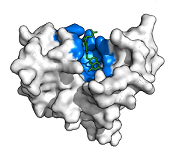 Biochemistry-iCn3D Models