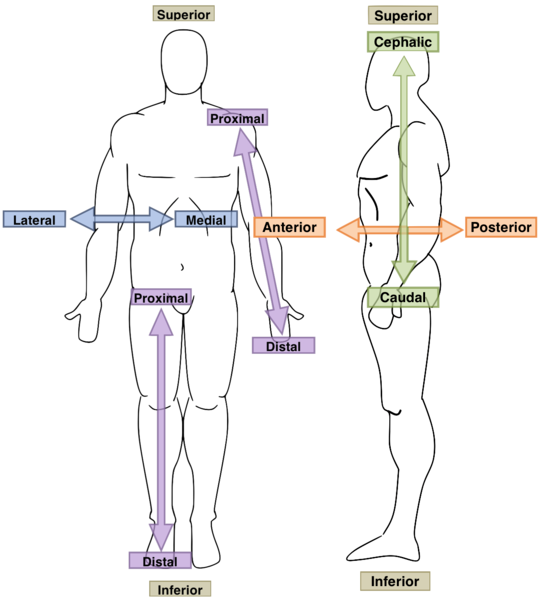 Image displaying pairs of terms providing anatomical direction or orientation on body images as discussed immediately above