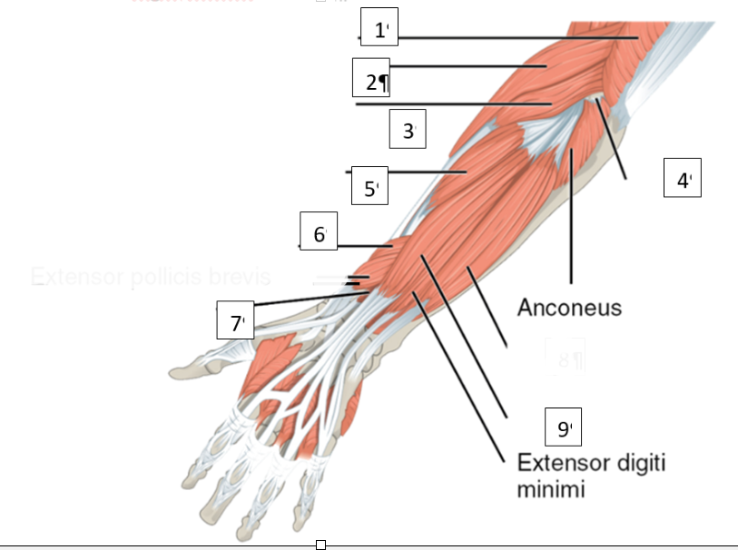 Músculos del antebrazo a identificar