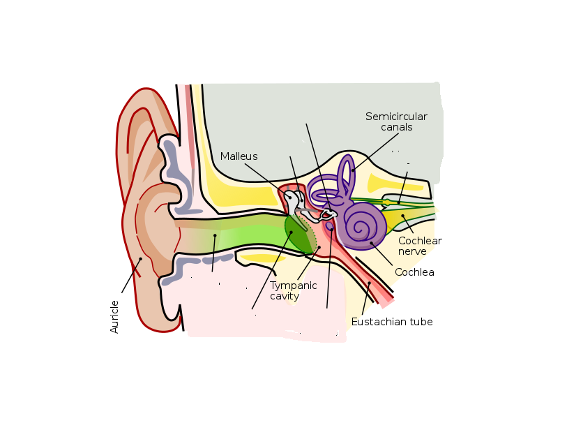 Image of ear