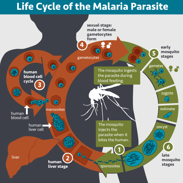 malariaLifeCycleRedo.jpg