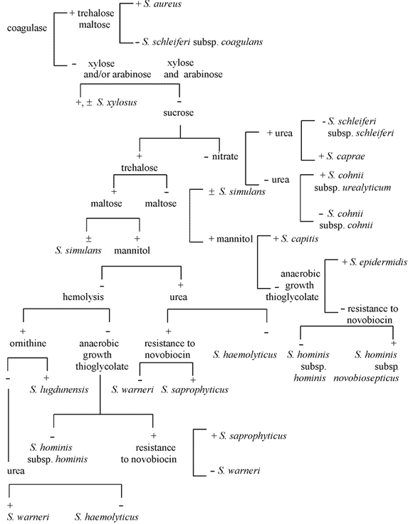 Species Identification Chart