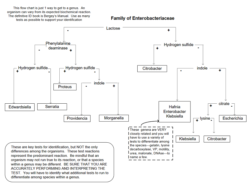 Flow Chart For Unknown In Microbiology