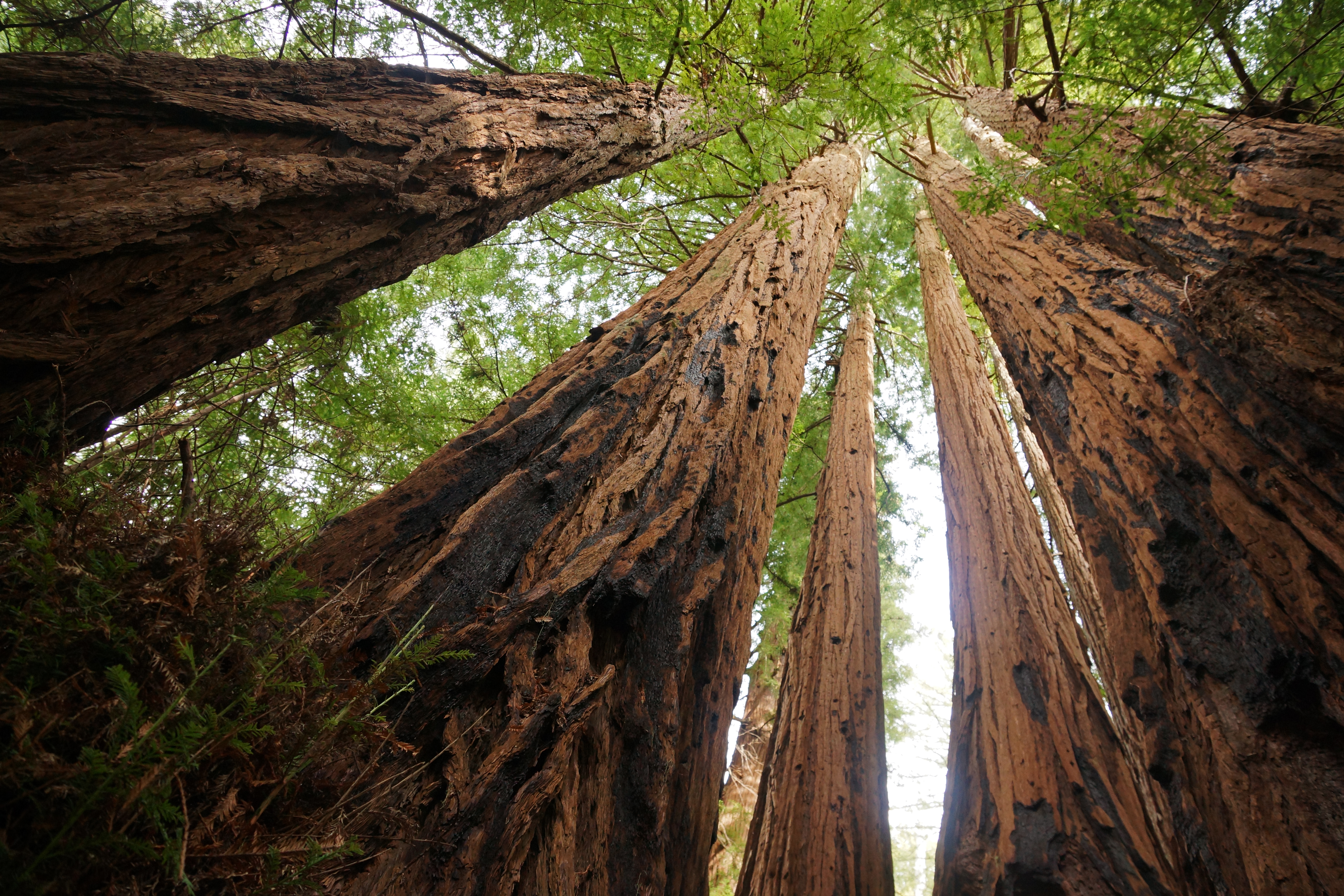 Sequoia_sempervirens_Big_Basin_Redwoods_State_Park_4.jpg