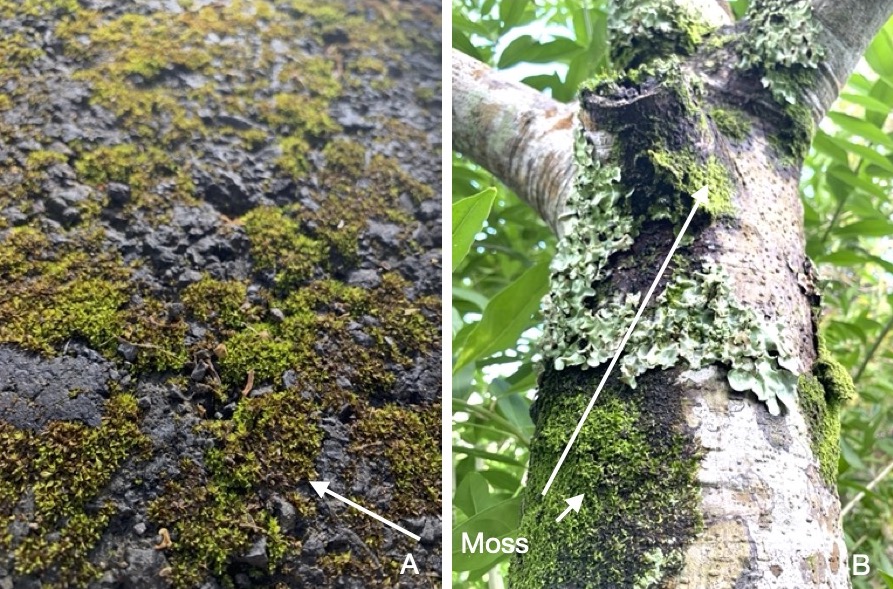 Moss on urban areas.jpg