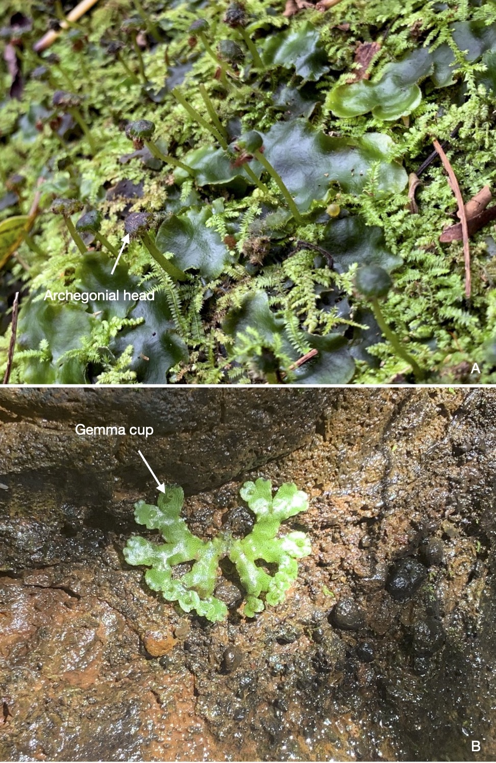 6.3 Nonvascular plants Biology LibreTexts