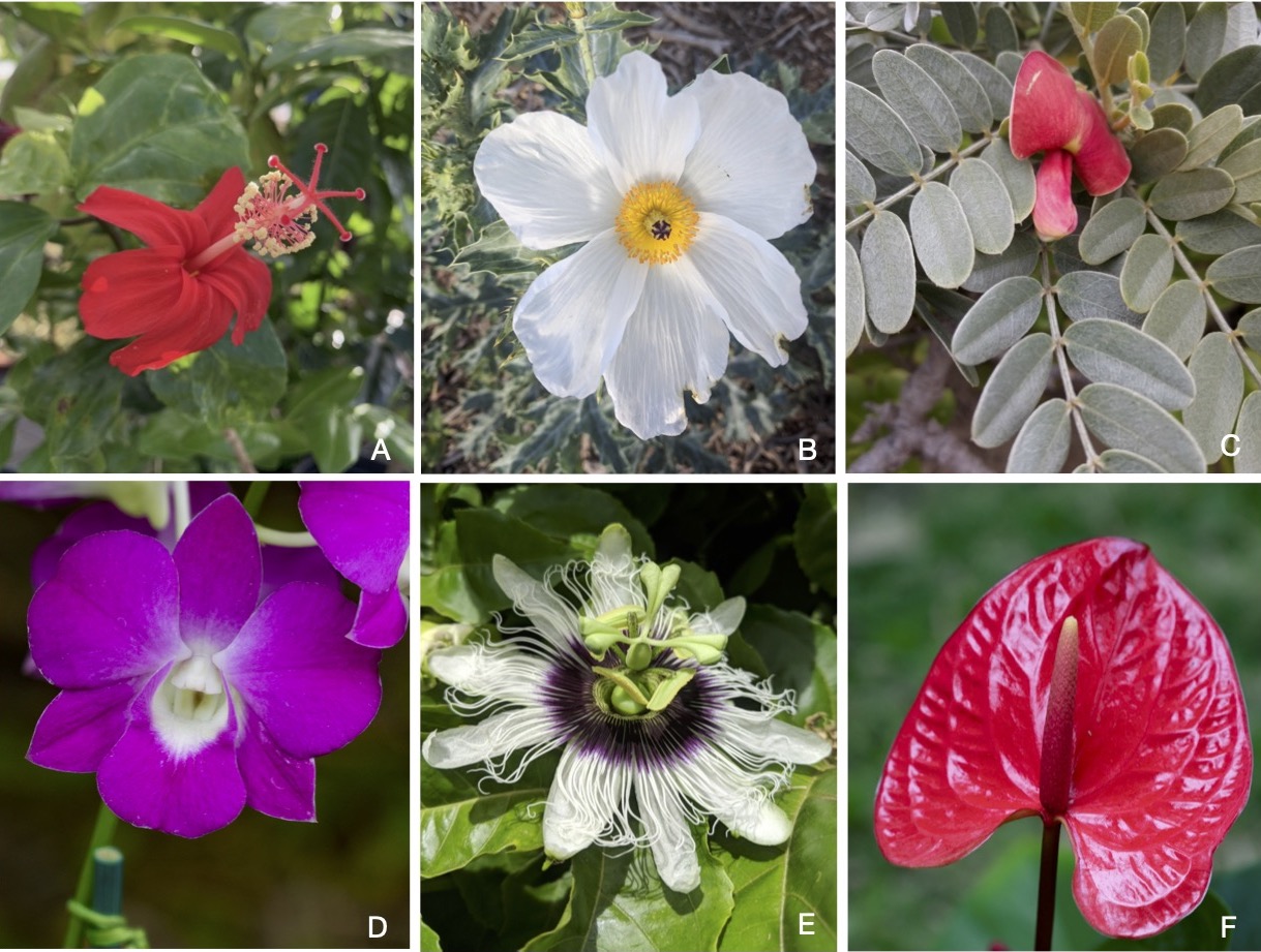 Flower Diversity.jpg
