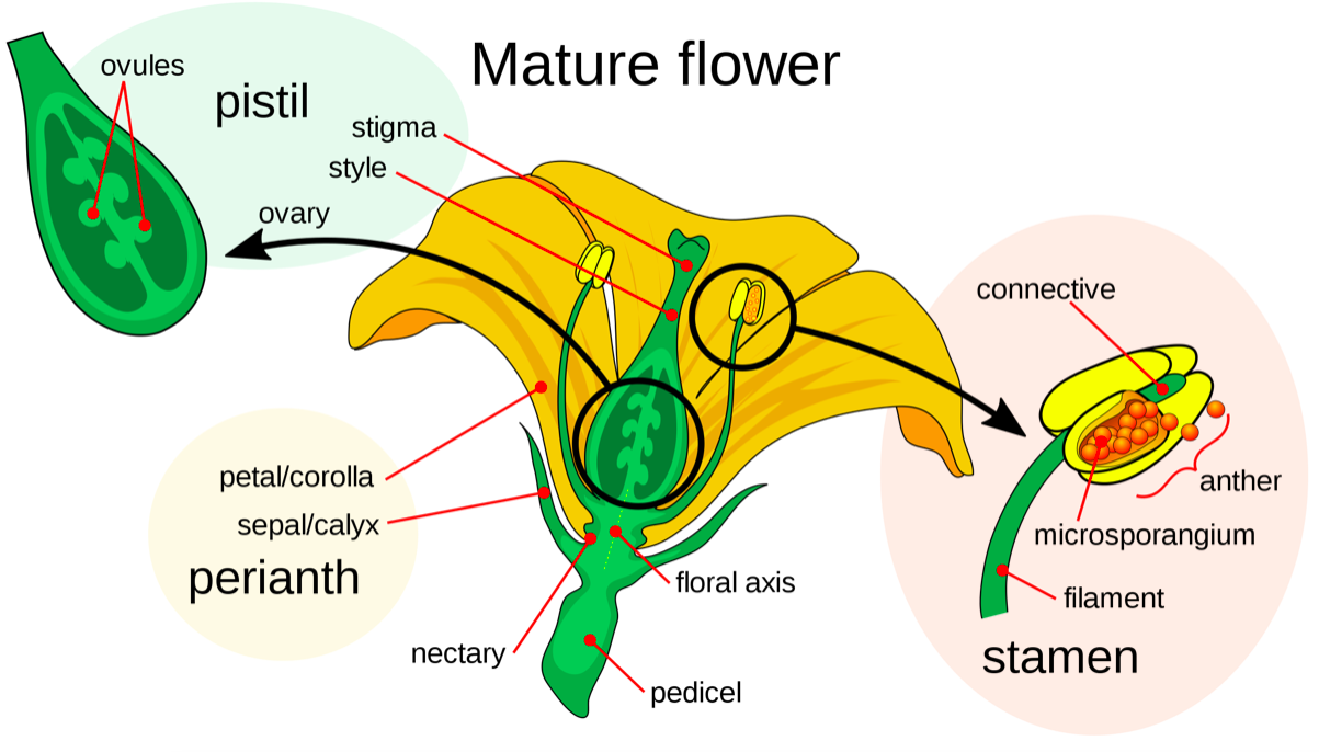 Flor madura diagram.png