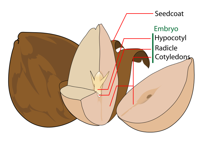 720px-Avocado_seed_diagram-en.svg.png