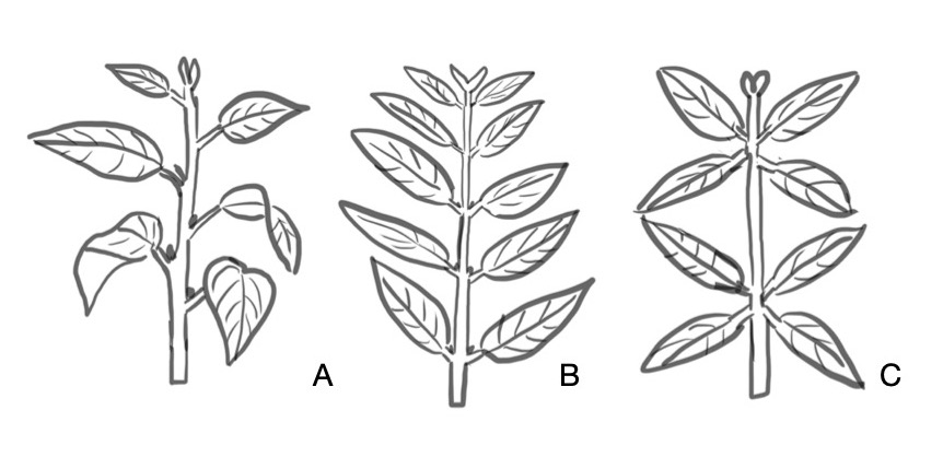 leaf arrangement.jpg