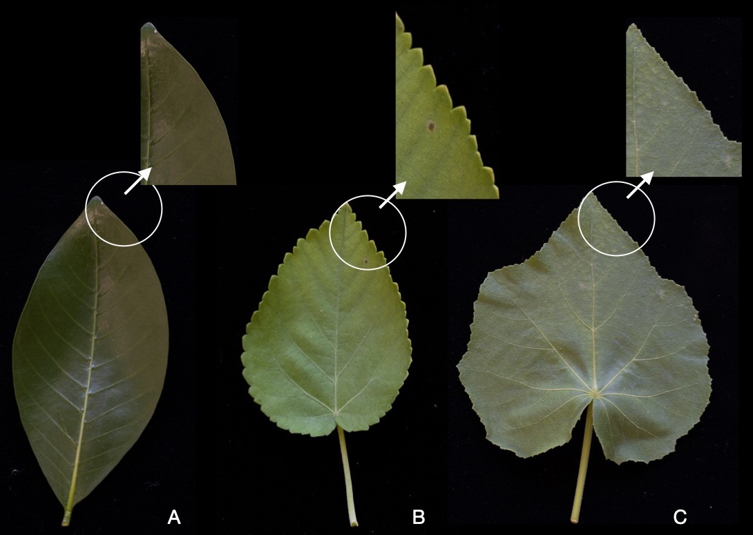 Leaf margins.jpg