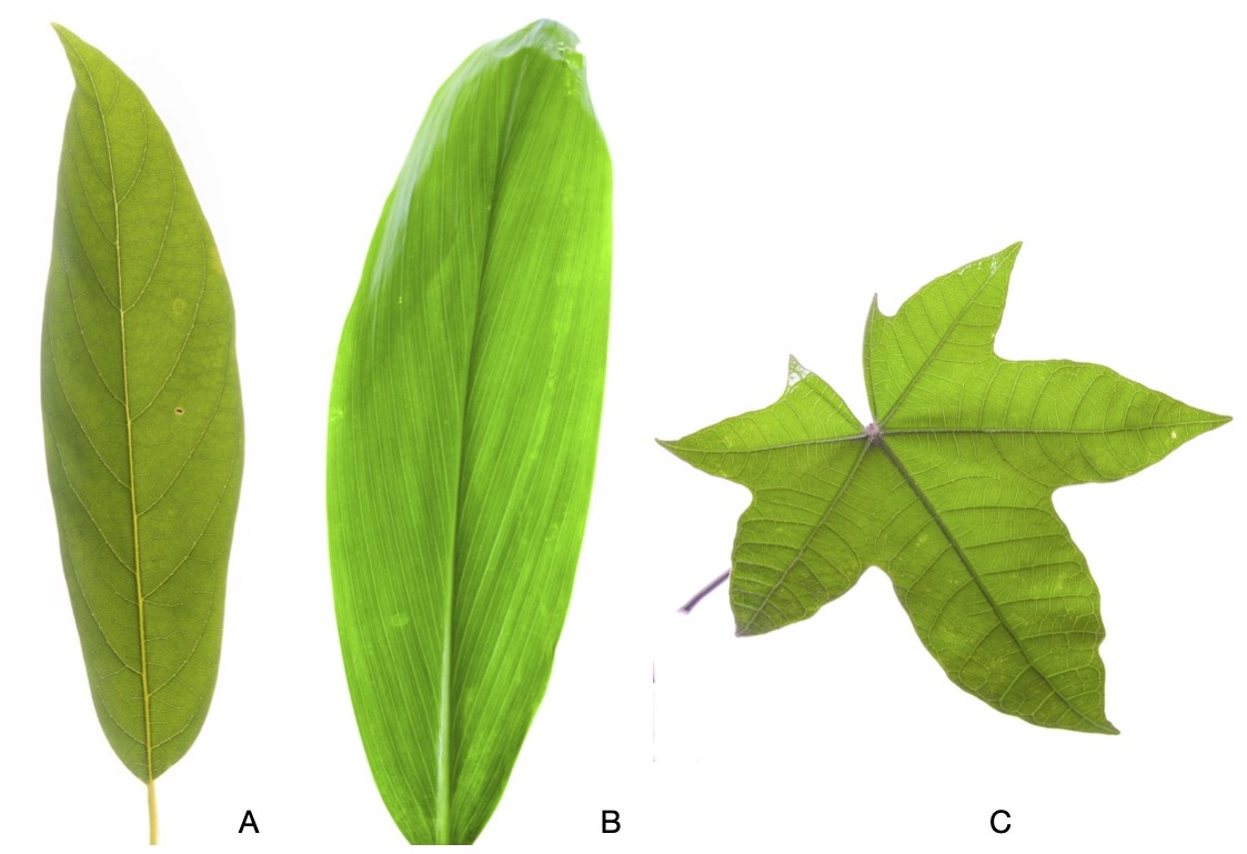 Leaf morphology_Venation.jpg