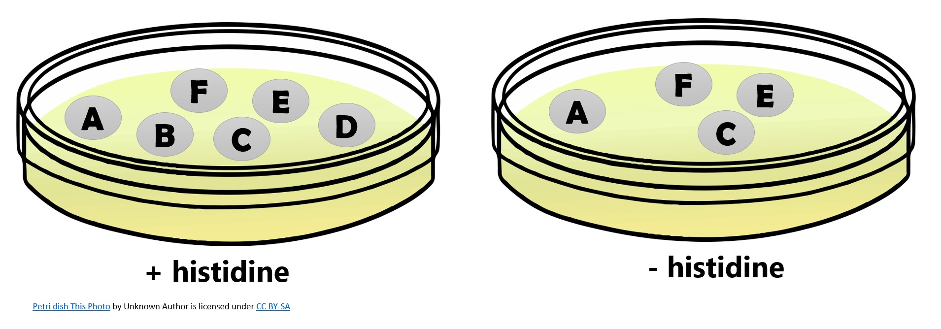 petri dish with histidine has colonies A B C D E and F. petri dish without histidine has colonies A C E and F. 
