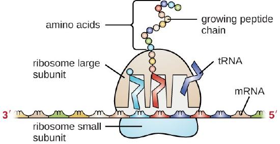 A diagram showing mRNA as a long strand with sets of 3 letters grouped; the left of the mRNA is labeled 3-prime, the right is labeled 5-prime. An oval labeled ribosome small subunit sits under the mRNA and spans 3 of the 3-letter groups. A larger dome (labeled ribosome large subunit) sits on top of the mRNA at this same region. The large subunit has 3 gaps where rectangles labeled tRNA sit. These rectangles each sit on a group of 3-letters on the mRNA at one end and contain an amino acid on the other end. The tRNA on the left has a single amino acid. The tRNA in the middle has a growing pepetide chain of many amino acids. The tRNA on the right as no amino acids and is leaving the ribosome.