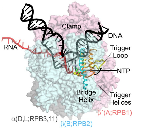 RNA-Pol-II.png