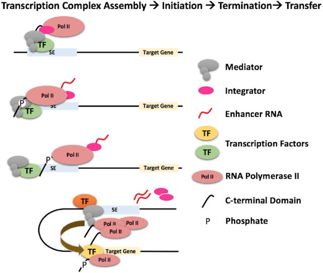 RNA-polymerase-II-transfer-model-Depicted-are-steps-involved-in-the-recruitment-of-Pol_W640.jpg