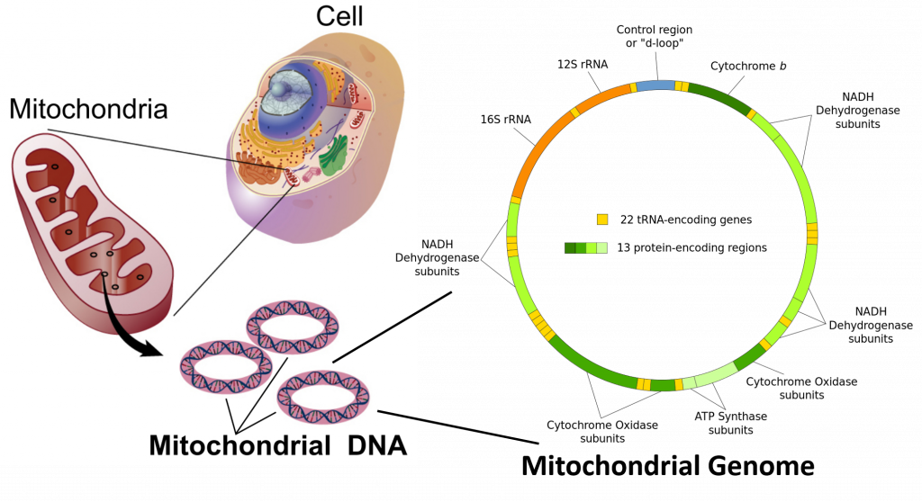 mitochondrial-genome-1024x558.png