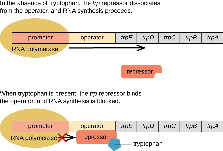 Diagram of the trp operon. The top image shows the operon in the absence of tryptophan. The trp repressor dissociates from the operator and RNA synthesis proceeds. RNA polymerase is bound to the promoter and an arrow indicates that transcription will occur. The repressor is not bound ot anything. The bottom image shows the operon in the presence of tryprophan. When tryptophan is present, the trp repressor binds to the operator and RNA synthesis is blocked. Tryptophan is shown bound to the repressor which is bound to the operator. RNA polymerase is bound to the promoter but is blocked from moving forward by the repressor.