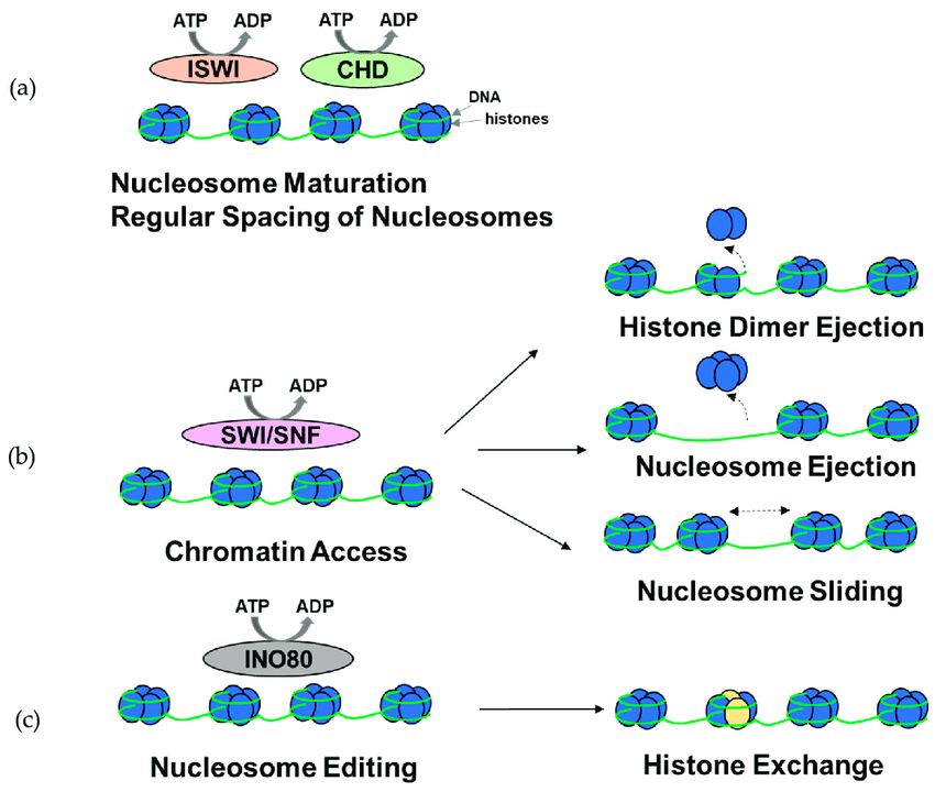 Overview of the functions of ATP-dependent chromatin remodeling complexes. (a) A subset of ISWI and CHD complexes are involved in nucleosome assembly, maturation, and spacing. (b) SWI/SNF complexes are primarily involved in histone dimer ejection, nucleosome ejection, and nucleosome repositioning through sliding, thus modulating chromatin access. (c) INO80 complexes are involved in histone exchange. It should be noted that the complexes might be involved in other chromatin remodeling functions (figure adapted from [52]).