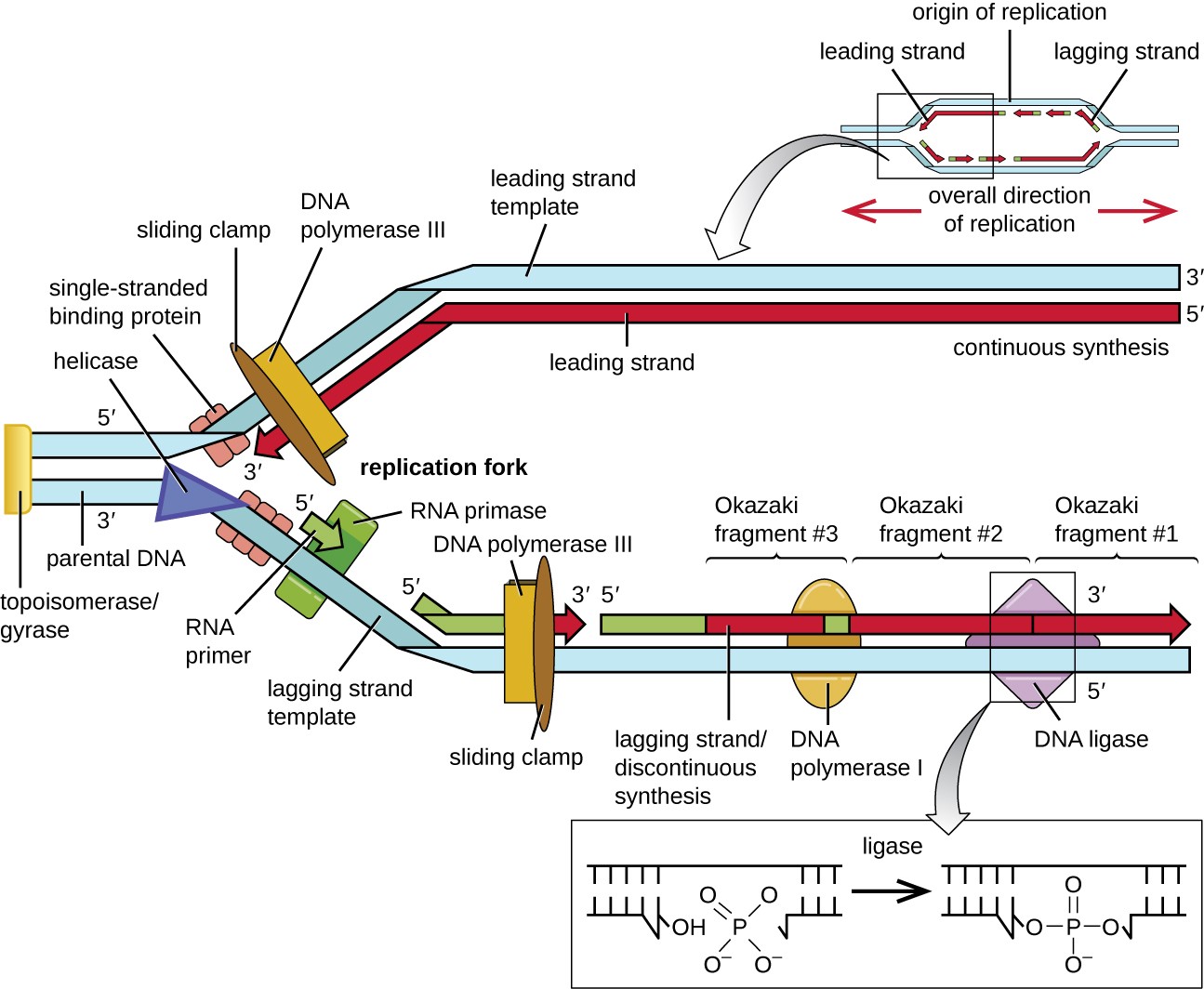 : DNA Replication - Biology LibreTexts