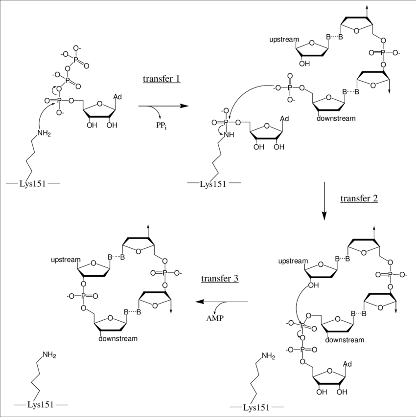 1: Three consecutive nucleotidyl transfers in the mechanism of DNA ligase (catalytic lysine numbering for ASFV ligase, based on sequence alignment). Adenylylated enzyme is the product of transfer 1, adenylylated DNA is the product of transfer 2, and ligated DNA is the product of transfer 3. Nicked DNA is bound subsequent to enzyme adenylylation. "B" indicates a nucleotide base. 