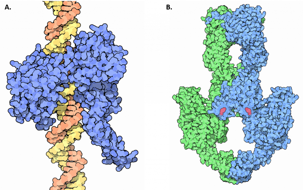 topoisomerase-structures-1024x641.png
