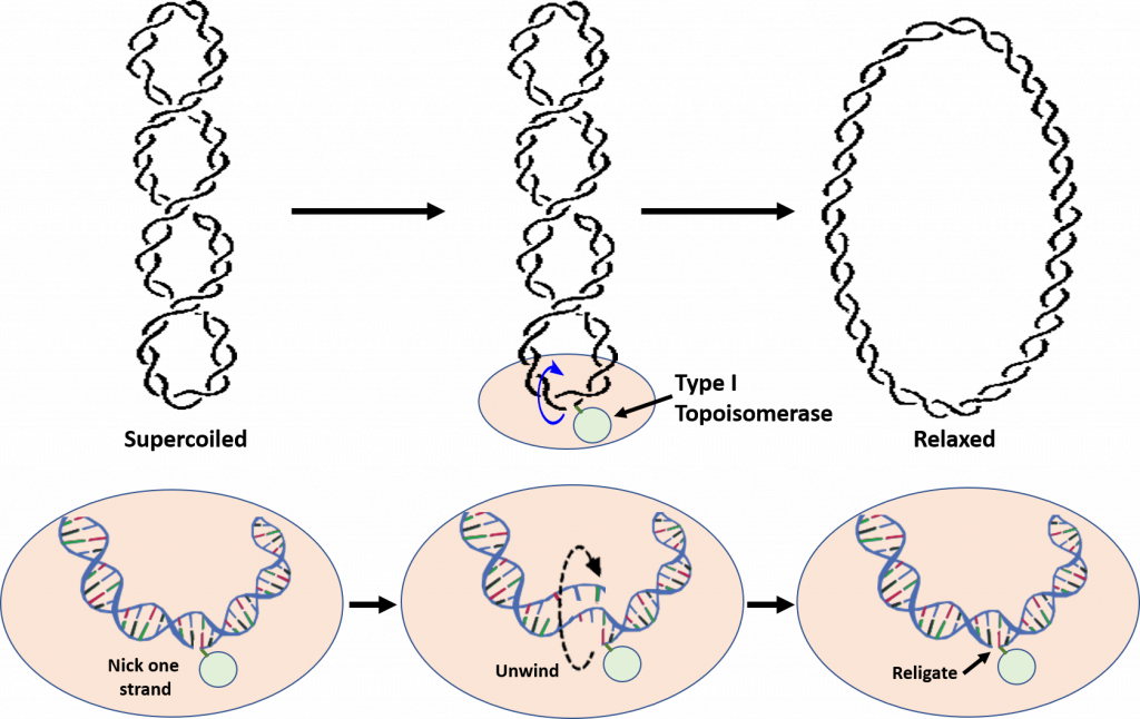 Type-I-Topoisomerases-1024x646.png