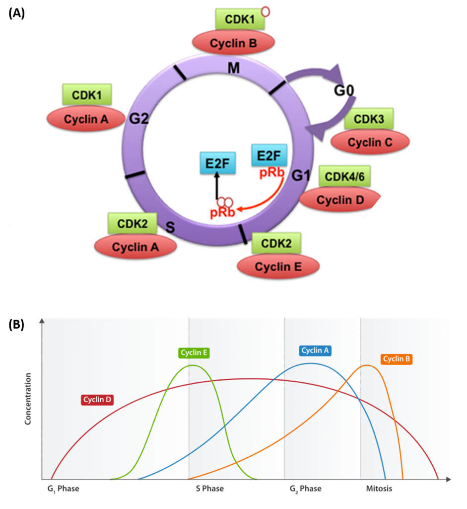 cell-cycle-941x1024.png