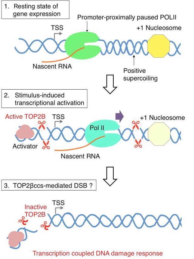 Model-of-topoisomerase-IIB-TOP2B-mediated-DSB-and-DNA-damage-response_W640.jpg