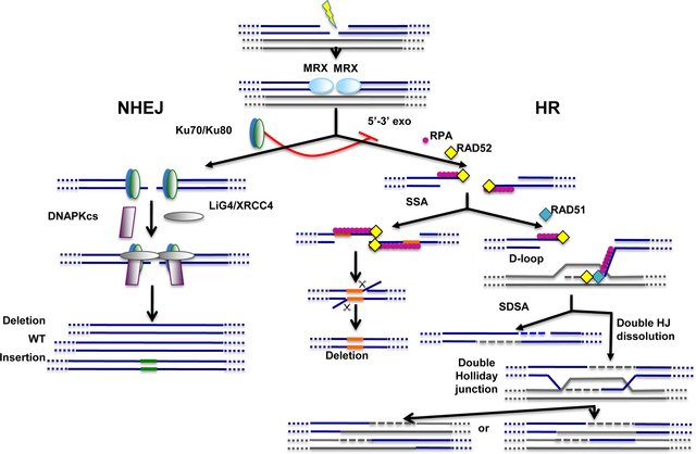 Main-pathways-of-DNA-repair-Non-homologous-end-joining-NHEJ-and-homologous_W640.jpg