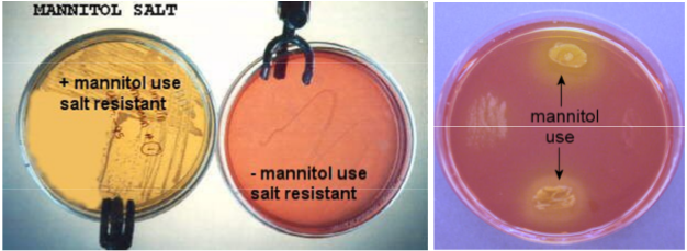 mannitol1.png
