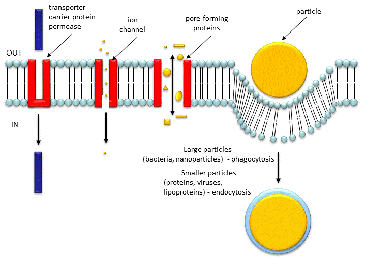Diffusion Transpoprt Endocytosis