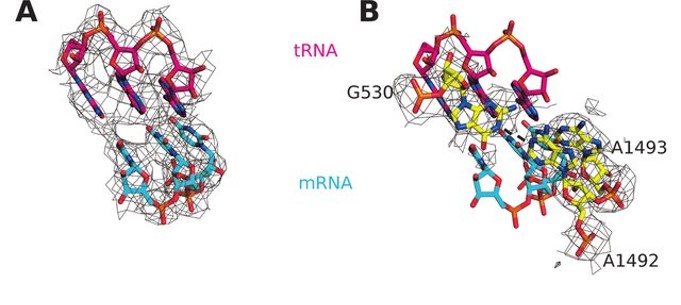 tRNA-binding-site-of-ribosome.jpg
