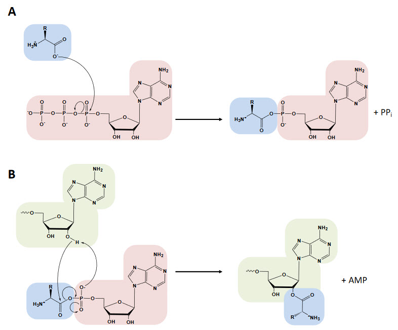 tRNA-synthetases.jpg