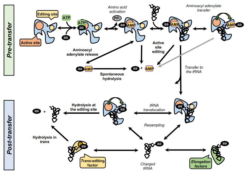 aminoacylsynthetase-editing.jpg